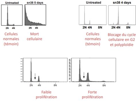 Cm Pt Cycle Cellulaire Cartes Quizlet