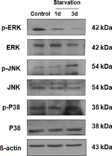 Figure From Pi K Akt And Mapk Pathways Evoke Activation Of Foxo