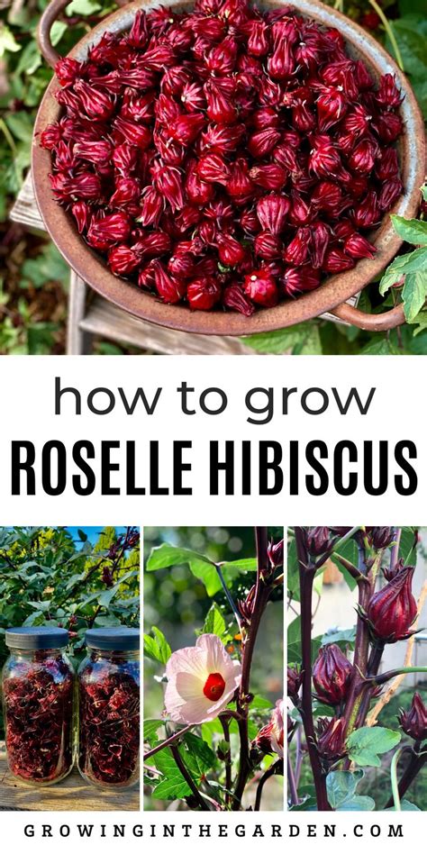 How To Grow Roselle Hibiscus Growing Jamaican Sorrel Edible Garden