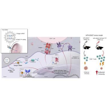 Mrna Encoded Constitutively Active Stingv M Is A Potent Genetic