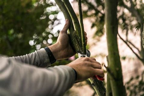 Everything You Need To Know About Tree Pruning — Nashville Tree Conservation Corps