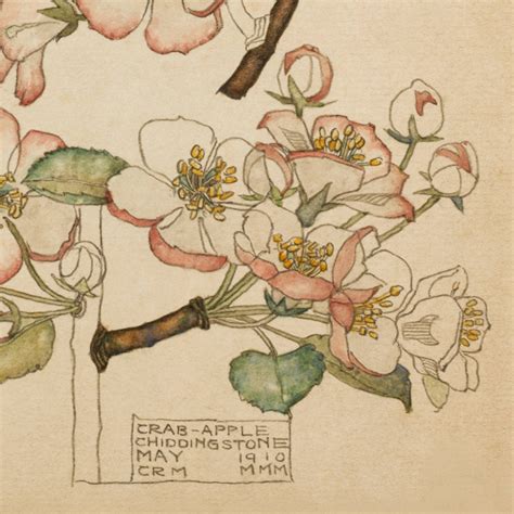 "Crab - Apple" Mackintosh Print - Duille