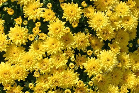 Yellow Mums — Stock Photo © chrisbradshaw #2190361