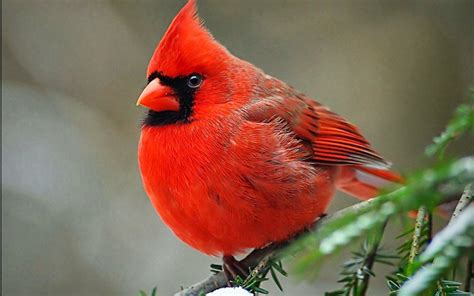 Cardinal Bird Wallpapers - Top Free Cardinal Bird Backgrounds ...