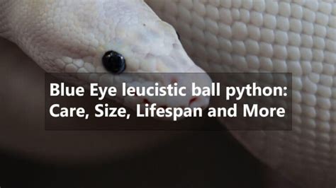 Blue Eye Leucistic Ball Python: Care, Lifespan, Size and More - MyPetReptiles