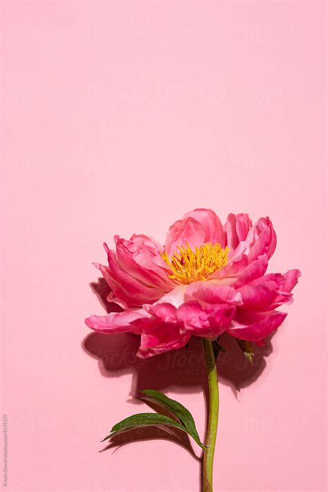 Peony Flower Blossom By Stocksy Contributor Kristin Duvall Stocksy