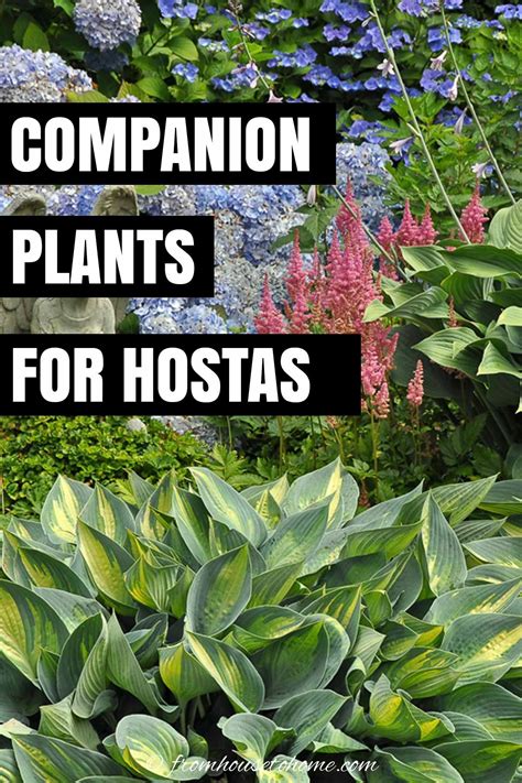 Hosta Companion Plants What To Plant With Hostas Gardening From