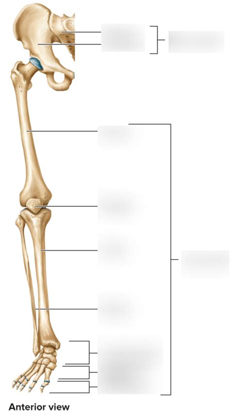 Lower Extremity Diagram Quizlet