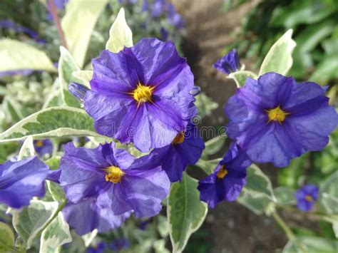 Lycianthes Rantonnetii Variegata Blue Potato Bush Royal Robe