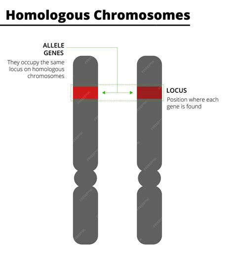 Chromosomes Homologues Avec Des Gènes Allèles Sur Le Même Locus Illustration Vectorielle ...