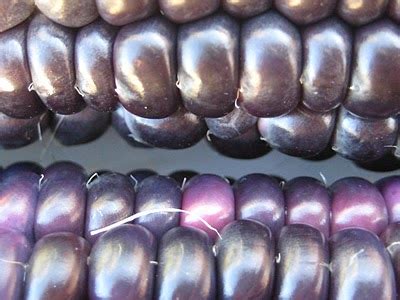 blue corn  growing farm