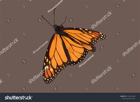 Beautiful Realistic Butterfly Hand Drawing Vector Stock Vector Royalty