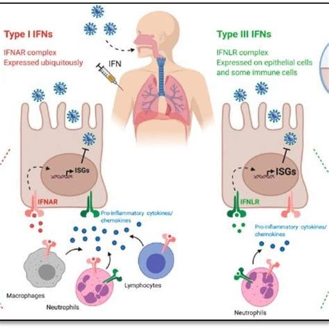 Potential mechanisms for using interferon as a preventive therapy and ...