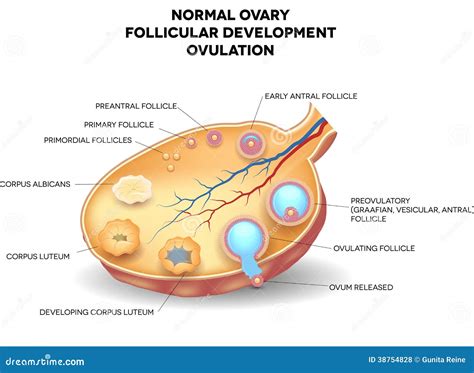 Ovario Normal Desarrollo Folicular Y Ovulaci N Stock De Ilustraci N