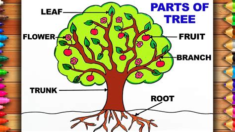 Parts Of Trees Drawing How To Draw And Label A Tree Tutorial Parts