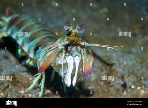 Pink Eared Mantis Shrimp Odontodactylus Latirostris Mantis Shrimp