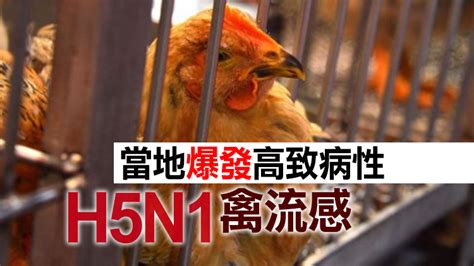 本港暫停進口英國部分地區禽肉及禽類產品 香港商報