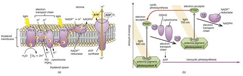 Photosynthesis Microbiology