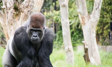 All about Silverback Gorilla: Size, strength, weight, fight, behaviors ...