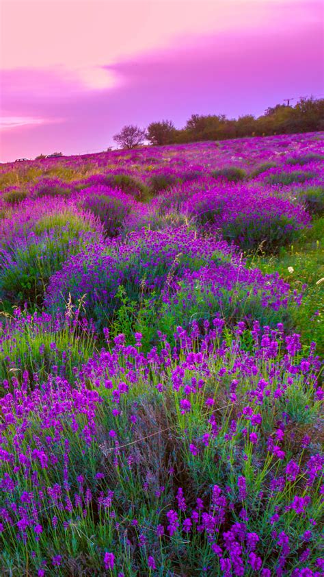 Lavender Wallpaper (64+ images)