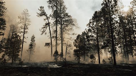 Canada Wildfire Crisis Impact Causes And Current Situation