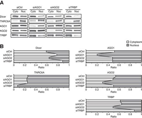 Relative Levels Of Rnai Factors Between The Cytoplasm And The Nucleus