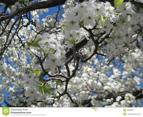 Yedoensis Do Prunus Flor De Cerejeira Branca Imagem De Stock Imagem