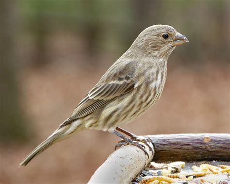 House Finch female - FeederWatch