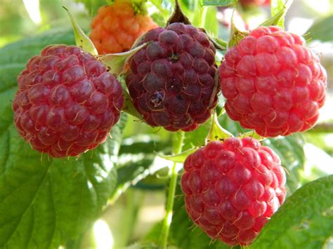 Como Cultivar Frambuesas Desde Las Semillas Trucos De Jardineria