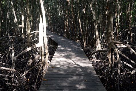 Mangrove Forest with Walk Way Stock Image - Image of path, frame: 83278493