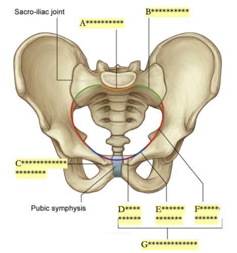 T10 Pelvic Wall Pelvis Perineum Flashcards Quizlet