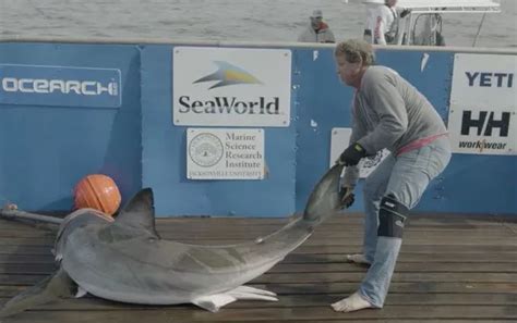 Great White Shark Caught By Fearless Scientist To Measure Its 13 Inch Double Penis Daily Star