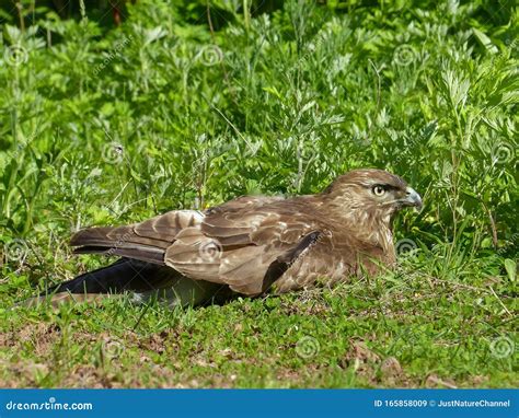 Red Tailed Hawk On Grass 2 Stock Image Image Of Resting 165858009