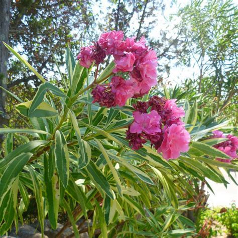 Laurier Rose Panach Vente Nerium Oleander Variegata