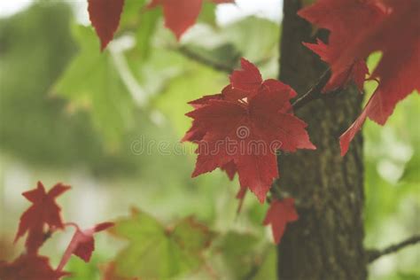 Sweet Gum Tree Autumn Colorful Leaves Close Up Stock Image - Image of ...