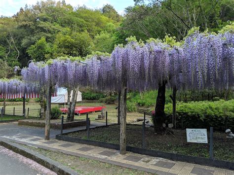 藤枝市藤まつり情報（蓮華寺池公園駐車場は藤まつり期間有料）