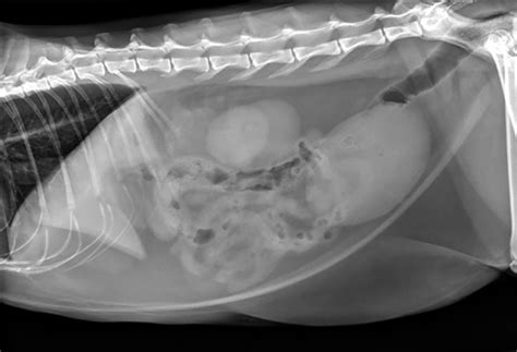 Urethral Blockage in a Male Cat: Much More Than Expected | Clinician's ...