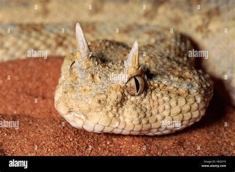 Horned Viper Cerastes Cerastes Portrait In The Desert Northern