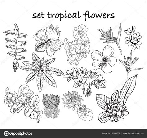 Collection of hand drawn tropical flowers, leaves, jungle plants Stock ...