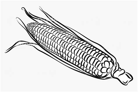 Sweet Corn Clip Art Black And White