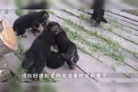 德牧犬不让主人吃龙虾，小心翼翼守护，汪：主人放过它吧！主人龙虾牧犬