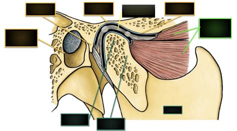 Tmj Sagittal Section Diagram Quizlet