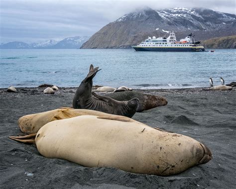 Culture, Wildlife, and Landscape in the Falklands and South Georgia