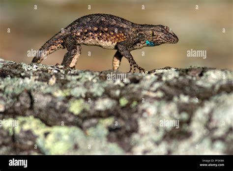 Eastern Fence Lizard Sceloporus Undulatus Displaying Garden Of The