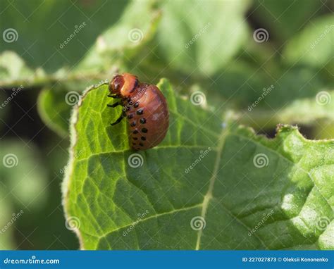 The Colorado Potato Beetle Larva Eats A Potato Leaf Stock Image Image