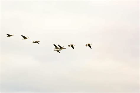 Birds Flying Photos, Download The BEST Free Birds Flying Stock Photos ...