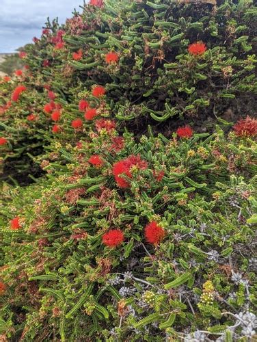 Melaleuca Coccinea Inaturalist Panam