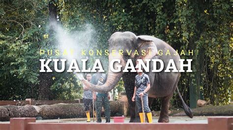 Pusat Konservasi Gajah Kebangsaan Kuala Gandah Pahang Bawa Keluarga