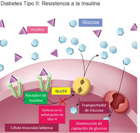 Esta Imagen Es Un Posible Mecanismo De La Resistencia A La Insulina En Download Scientific