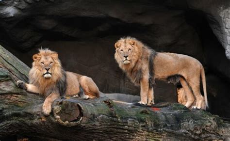 Tierpark Hagenbeck Hamburg Tropen Aquarium Öffnungszeiten